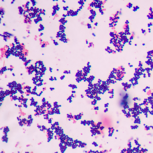 Bacillus coagulans