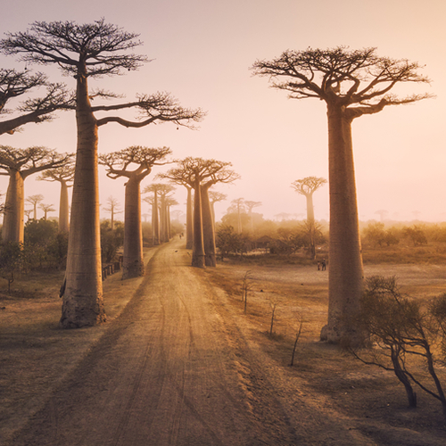 Baobab