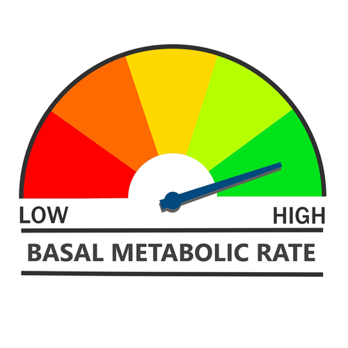 Basal metabolic rate
