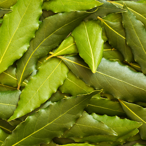 Bay leaf