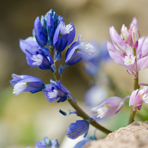 Bitter milkwort