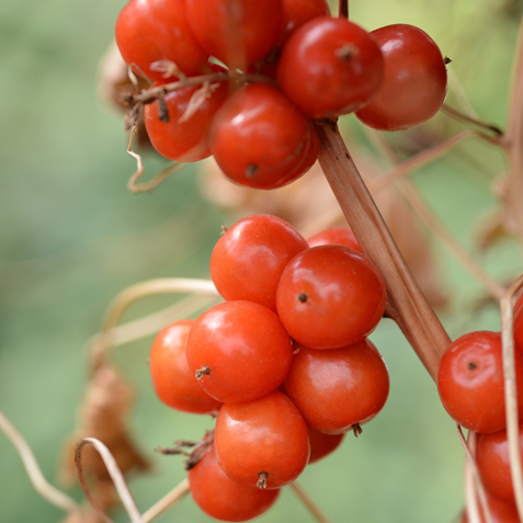 Black bryony