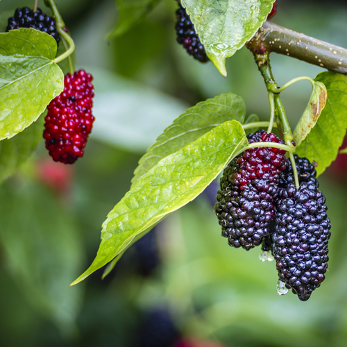 Black mulberry