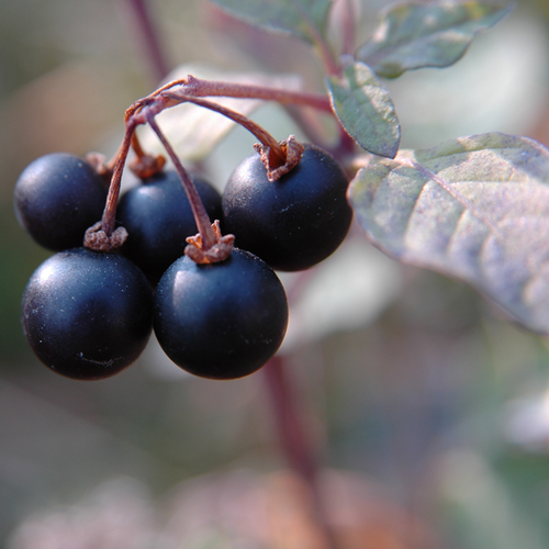 Black nightshade