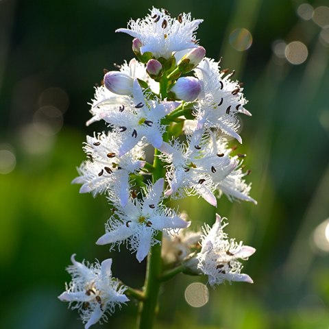 Bogbean