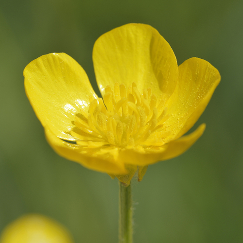 Bulbous buttercup