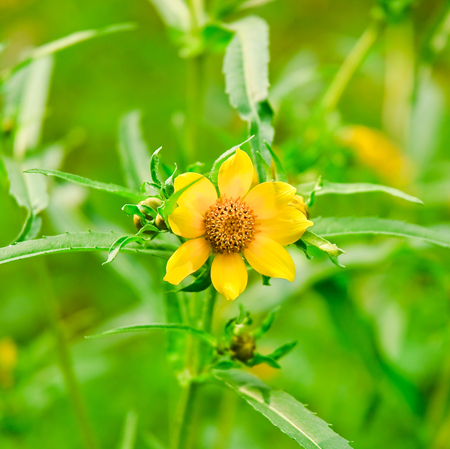 Burr marigold