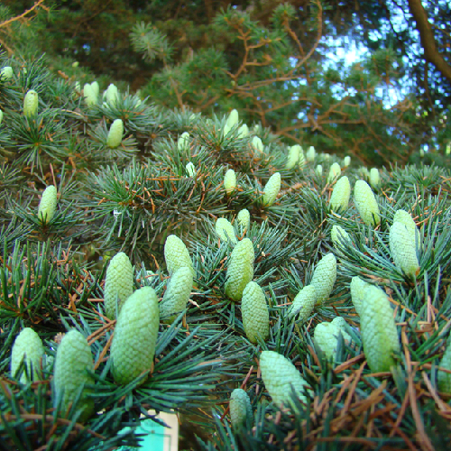 Canada balsam