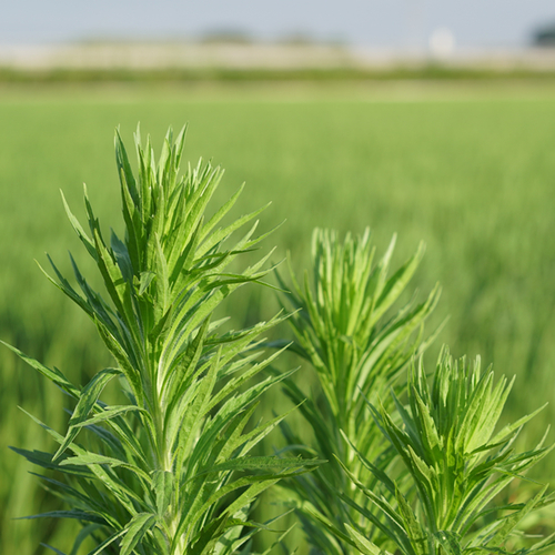 Canadian fleabane