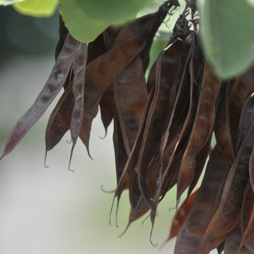 Carob