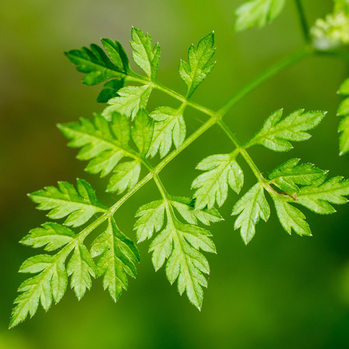 Chervil