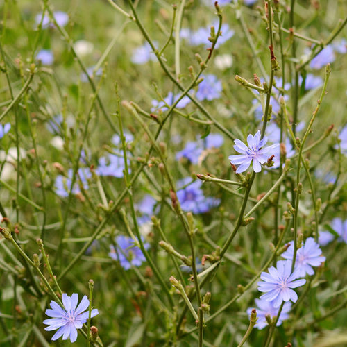 Chicory