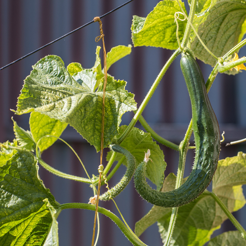 Chinese cucumber