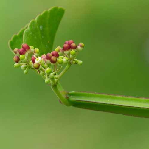 Cissus quadrangularis