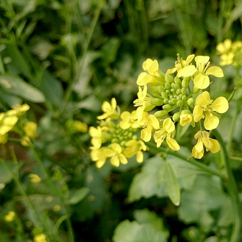 Clown's mustard plant