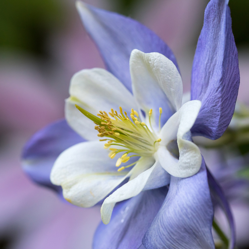 Columbine