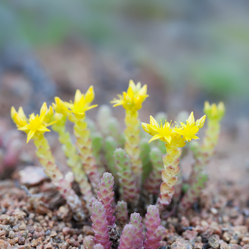 Common stonecrop