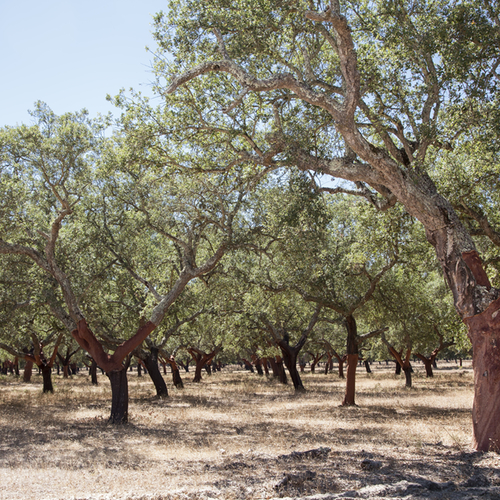 Corkwood tree