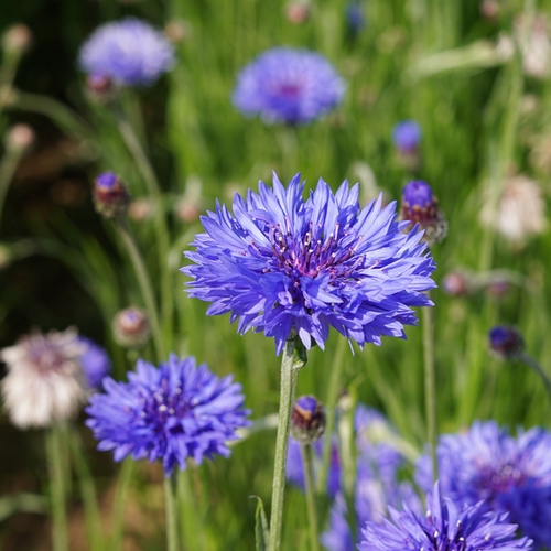 Cornflower