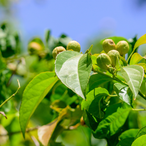 Croton seeds