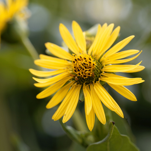 Cup plant