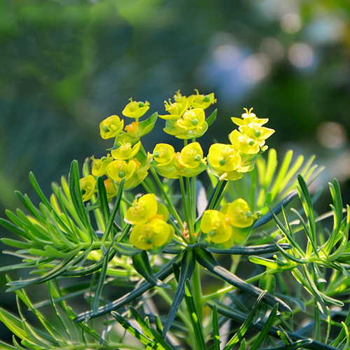 Euphorbia cyparissias