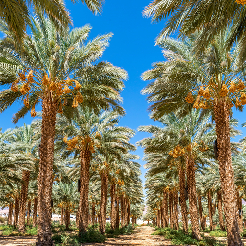 Date palm