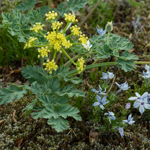 Desert parsley