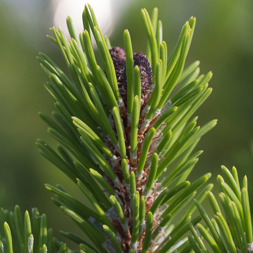 Dwarf pine needle