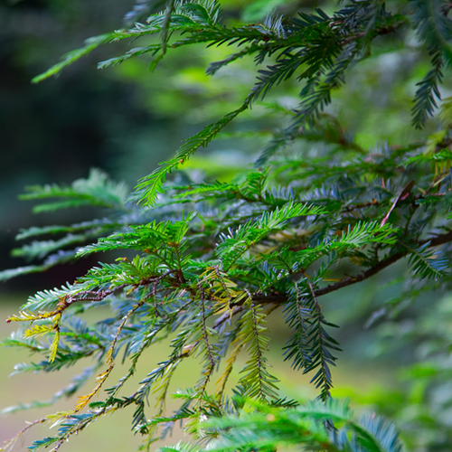 Eastern hemlock