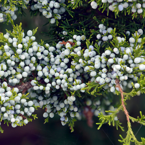 Eastern red cedar