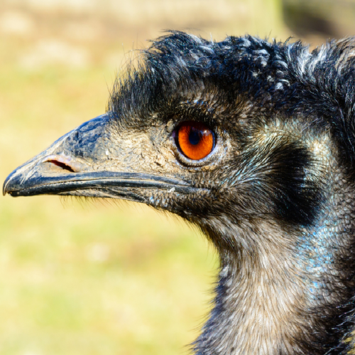 Emu oil