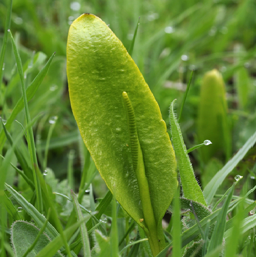 English adder's tongue