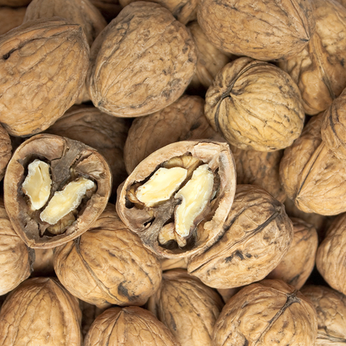 English walnut