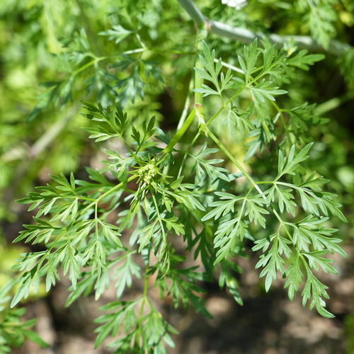 Fool's parsley