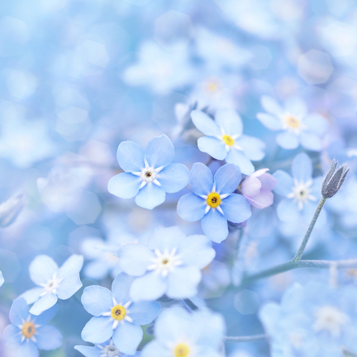 Forget-me-not