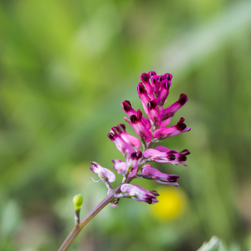 Fumitory