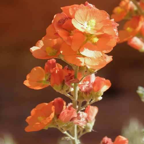 Globemallow