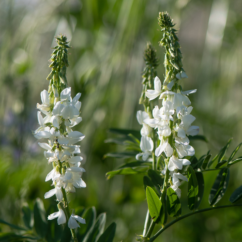 Goat's rue