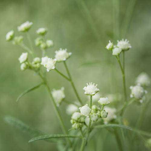 Guayule