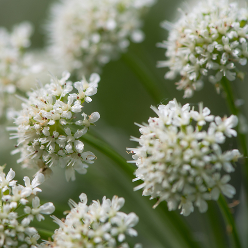 Hemlock water dropwort