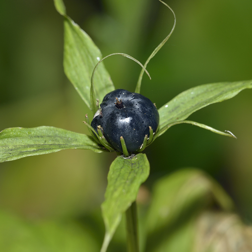 Herb paris