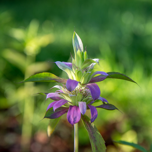 Horsemint