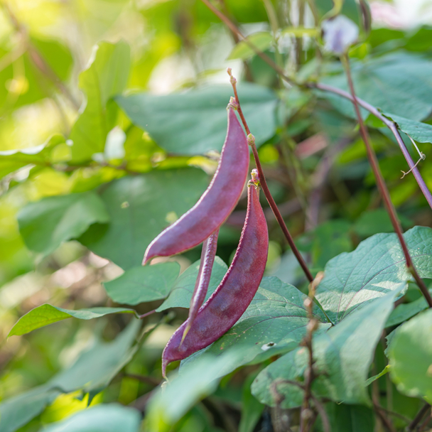 Hyacinth bean