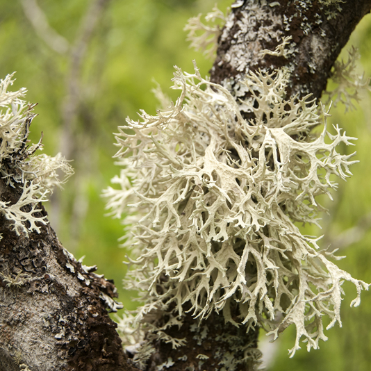 Iceland moss