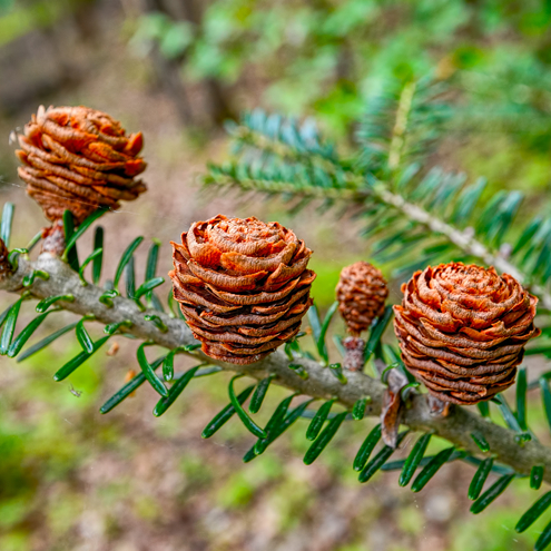 Korean pine