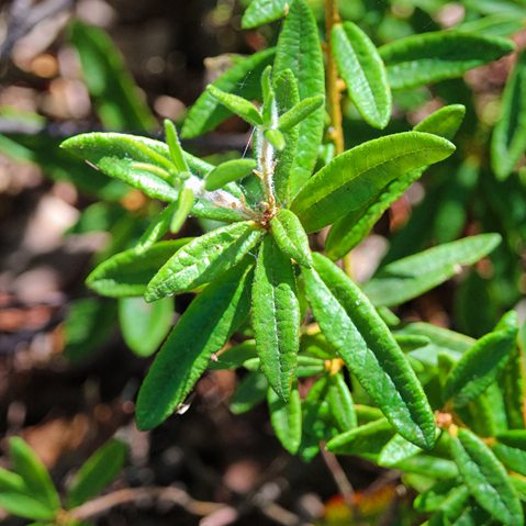 Bog labrador tea