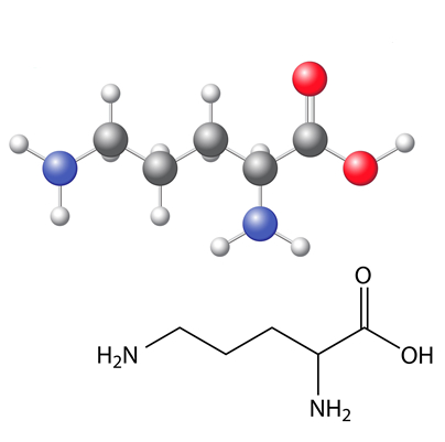 Ornithine