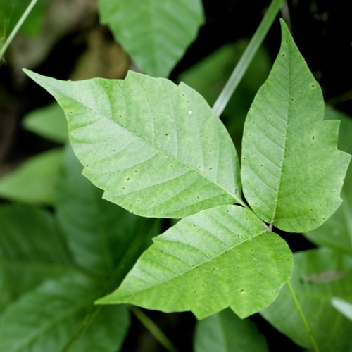 Poison ivy