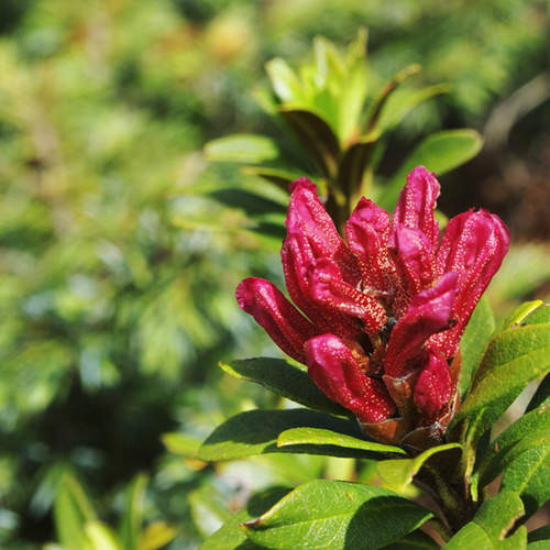 Rusty-leaved rhododendron